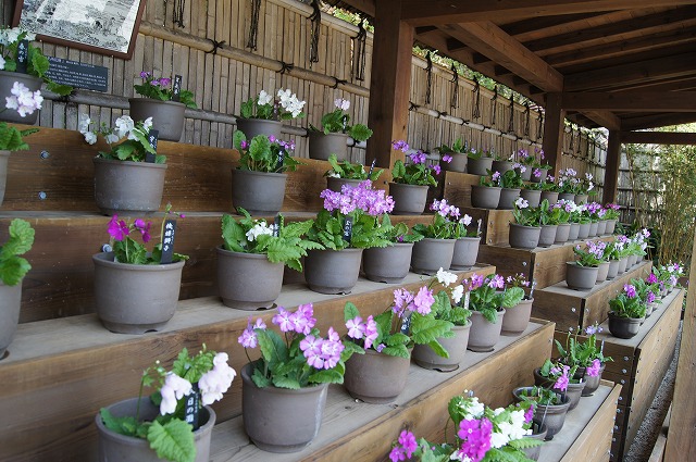 ４月の牧野植物園とモネの庭_e0181373_21122559.jpg