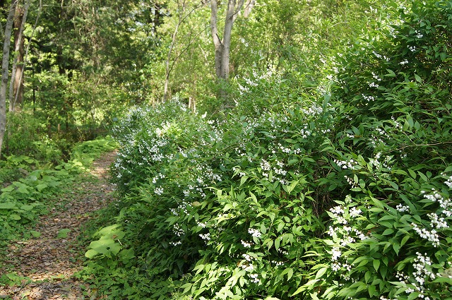 ４月の牧野植物園とモネの庭_e0181373_2113910.jpg