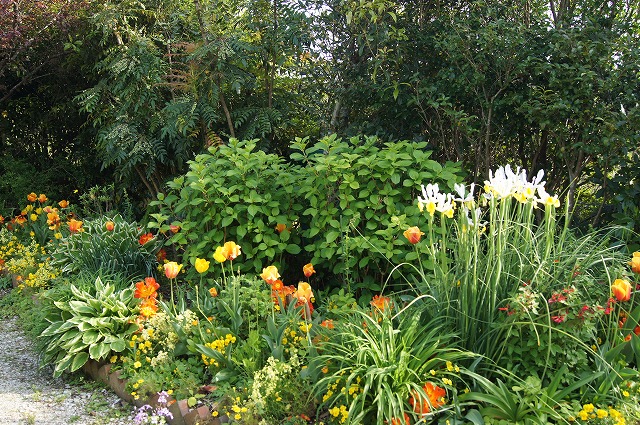 ４月の牧野植物園とモネの庭_e0181373_2115917.jpg