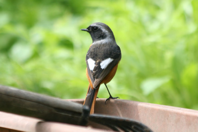 野鳥たち。昨年12月分_b0084378_1638775.jpg