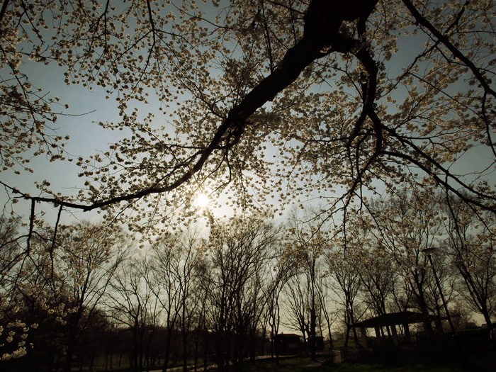 野川の桜_a0161380_1133574.jpg