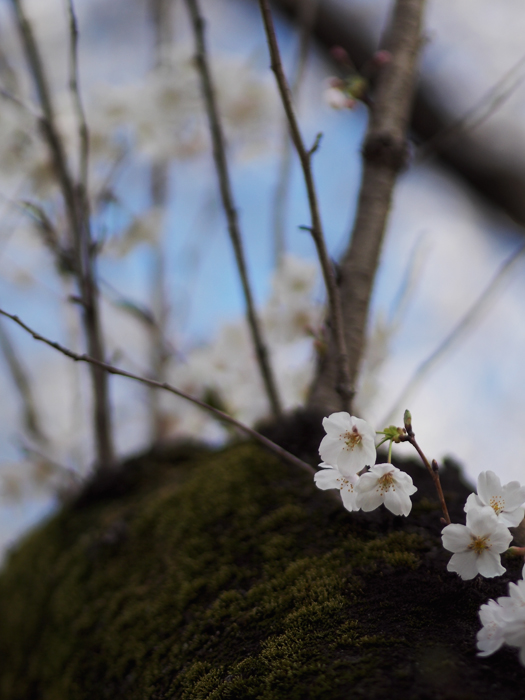 野川の桜_a0161380_11363719.jpg