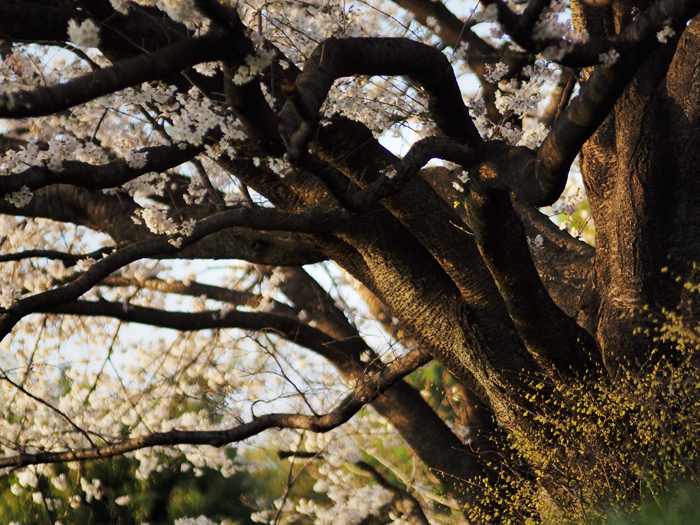 野川の桜_a0161380_1144629.jpg