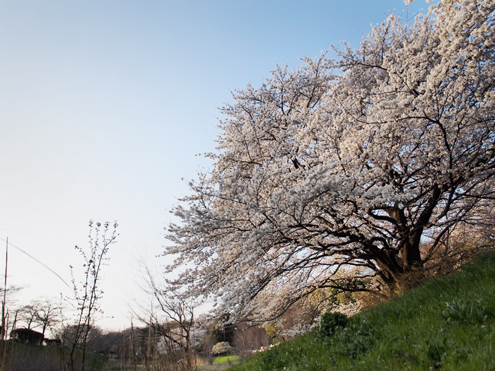 野川の桜_a0161380_1148359.jpg