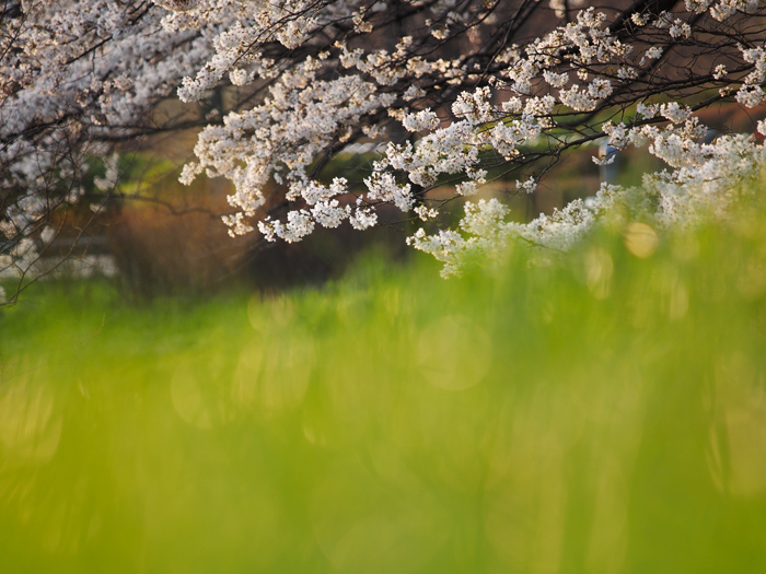 野川の桜_a0161380_1151334.jpg