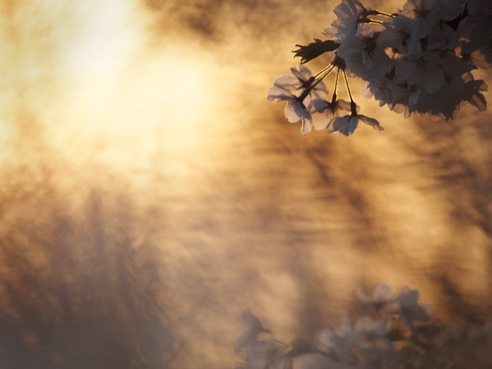 野川の桜_a0161380_1204415.jpg