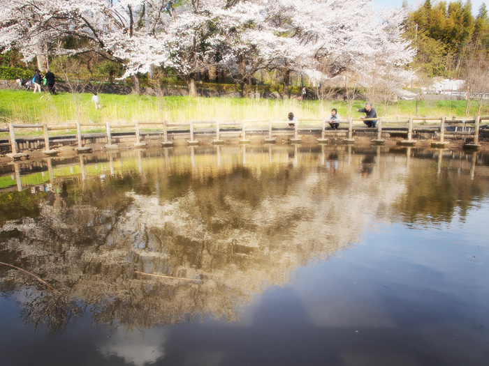 野川の桜_a0161380_1223472.jpg