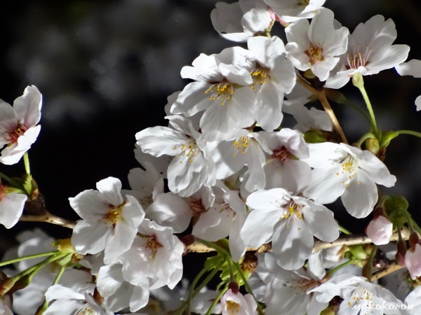 万博公園　桜まつり_d0140680_834580.jpg