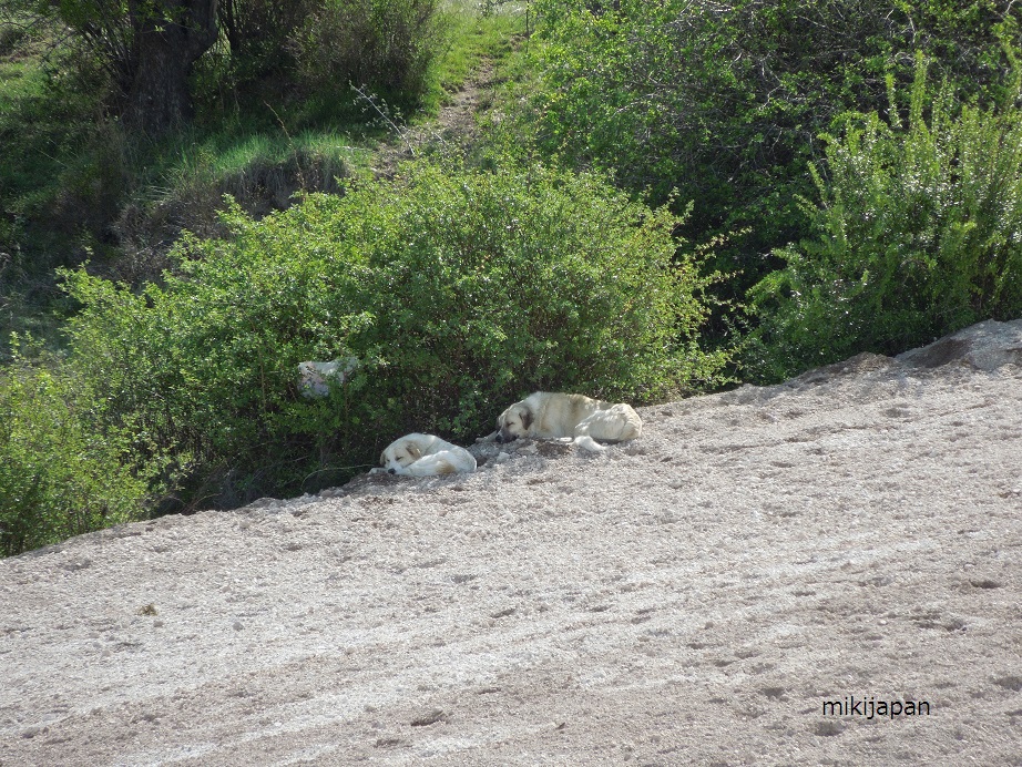 野良犬４匹_b0091783_1550836.jpg