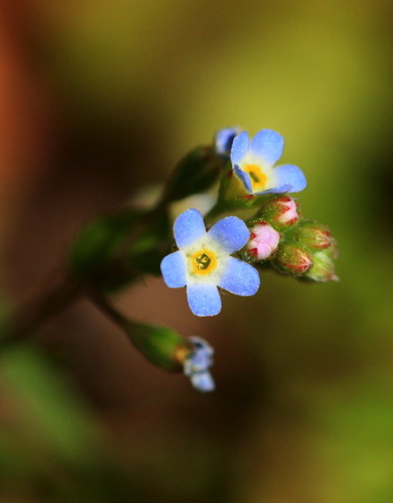 d0179883_94125.jpg