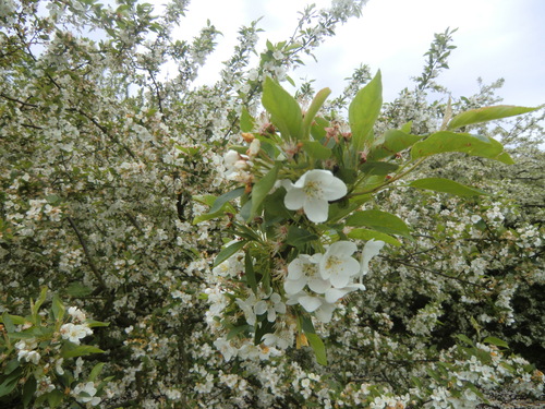 2012年5月7日（月）　イギリス　その20　キューガーデンKew Gardens_b0214184_6143449.jpg