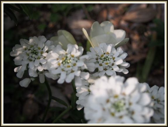 春の花 青の世界と白の世界 L Ambiance Du Midi 春の花 青の世界と白の世界 L Ambiance Du Midi