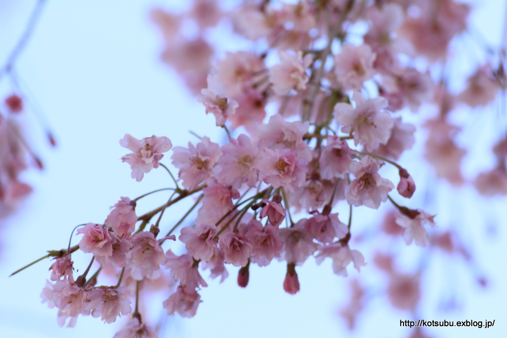 里山の枝垂れ桜_e0195587_0372886.jpg