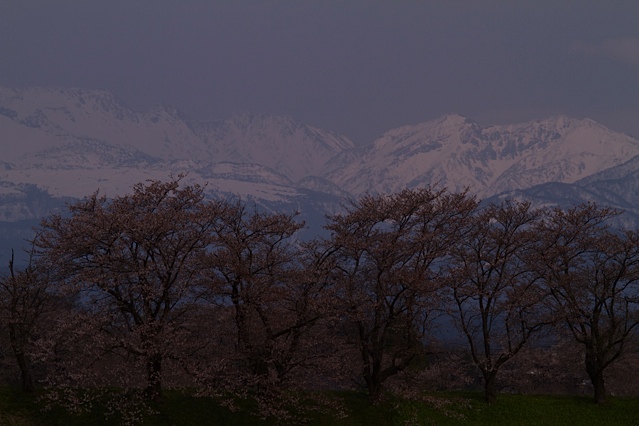 それぞれの桜景色_d0088788_0185541.jpg