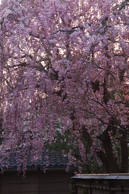 それぞれの桜景色_d0088788_0212520.jpg