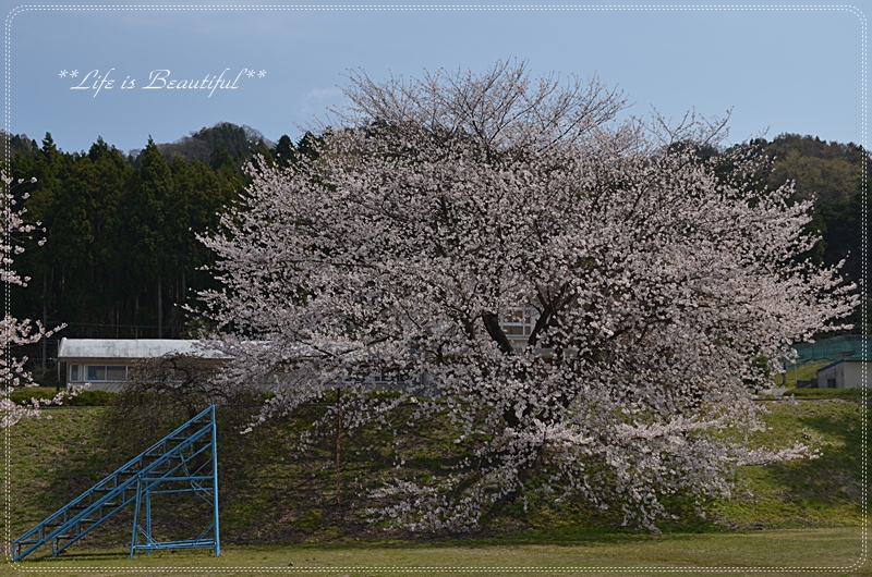 桜巡り♪　中能登。_c0156789_21105072.jpg