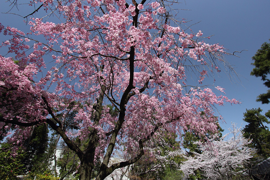 13.03.30：名古屋城で桜散歩５_c0007190_1952816.jpg