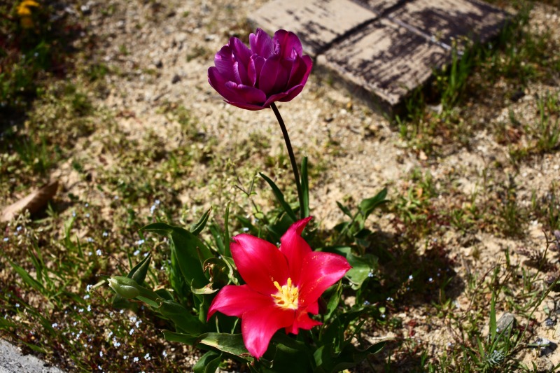 玄関先の草を刈ってみた_b0201492_1434384.jpg