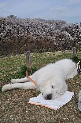 お花見～横浜・根岸森林公園～_e0158895_2092049.jpg