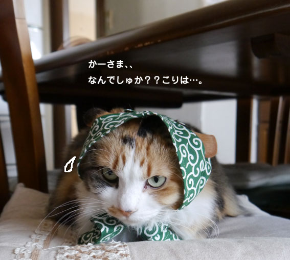 ほっかむり猫（その2）_d0071596_1023494.jpg