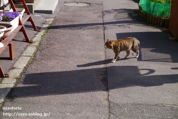 猫のいる風景_f0137097_6215425.jpg