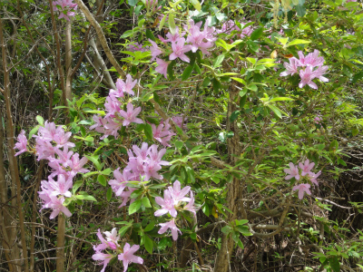 c0125501_176722.jpg