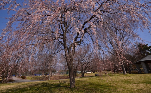 長野牧場～雪窓公園～桜　2013.4.14_b0228502_1191194.jpg