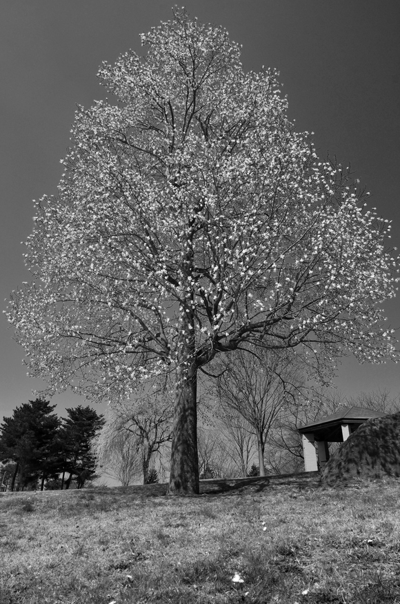 長野牧場～雪窓公園～桜　2013.4.14_b0228502_1235639.jpg