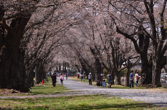 長野牧場～雪窓公園～桜　2013.4.14_b0228502_1301761.jpg