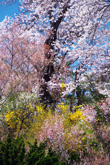 福島市 花見山2_a0263109_71265.jpg