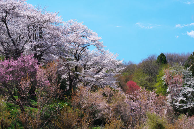 福島市　花見山3_a0263109_7154183.jpg