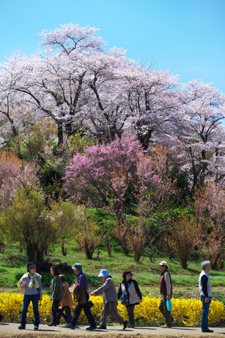 福島市　花見山3_a0263109_716210.jpg