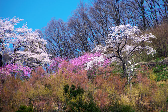 福島市　花見山3_a0263109_7165163.jpg