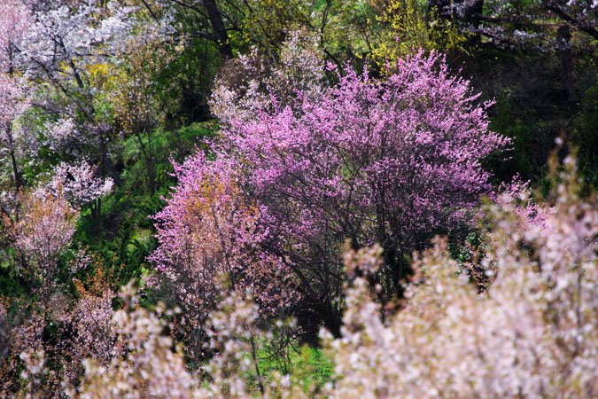 福島市　花見山3_a0263109_717255.jpg