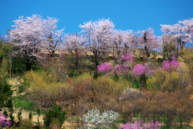 福島市　花見山3_a0263109_717369.jpg