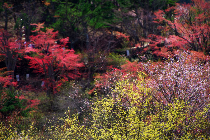 福島市　花見山3_a0263109_7174918.jpg