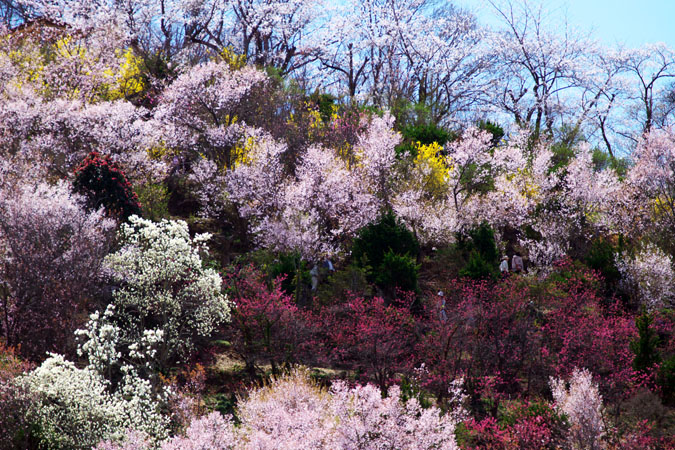 福島市　花見山3_a0263109_7182846.jpg