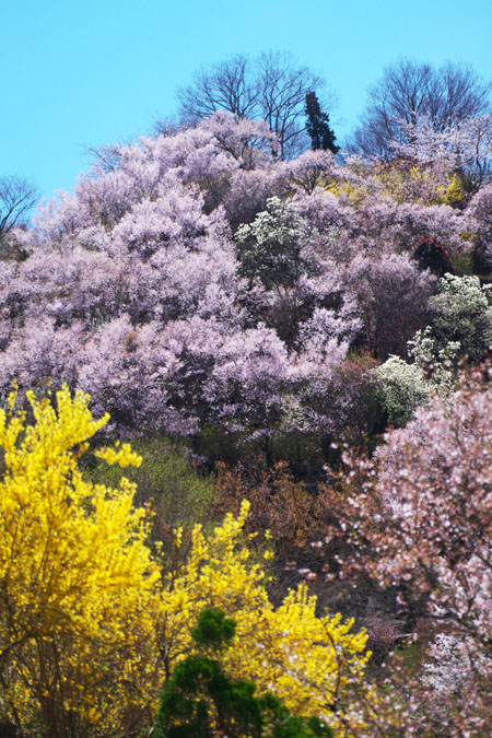 福島市　花見山3_a0263109_718739.jpg