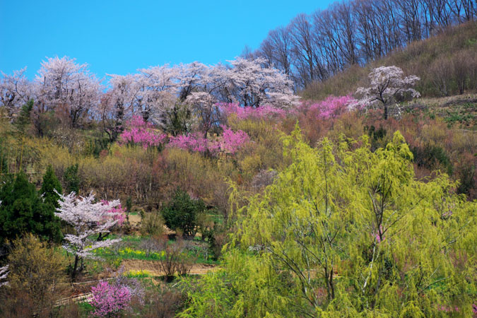 福島市　花見山3_a0263109_7191579.jpg