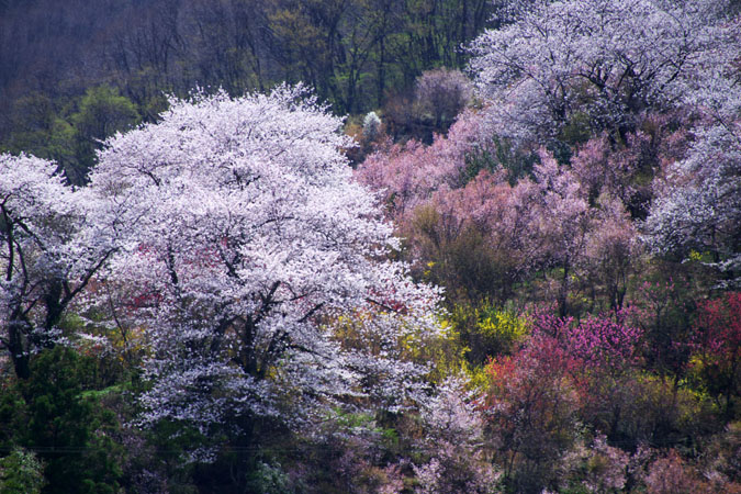 福島市　花見山3_a0263109_719567.jpg