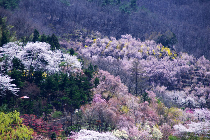 福島市　花見山3_a0263109_720694.jpg