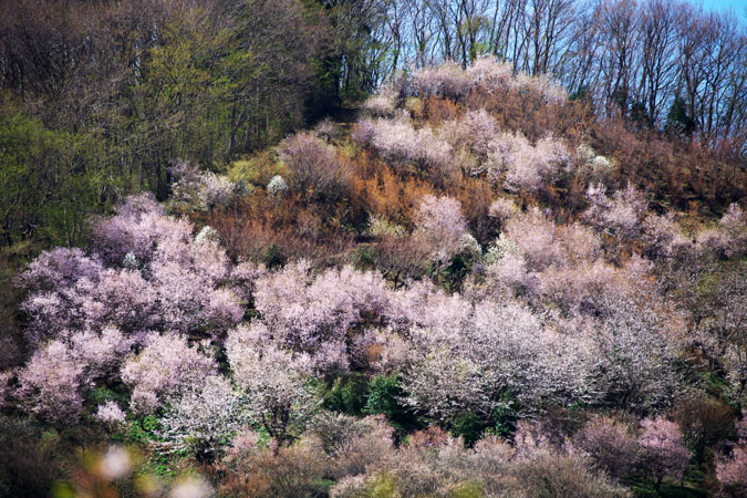 福島市 花見山2_a0263109_77687.jpg
