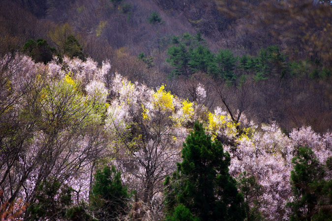 福島市 花見山2_a0263109_79413.jpg
