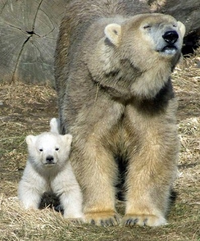 デンマーク・スカンジナヴィア野生動物公園で進行中の2つのドラマ ~ イルカ親子、そしてシークー_a0151913_16224256.jpg