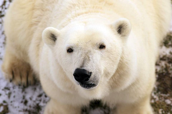 デンマーク・スカンジナヴィア野生動物公園で進行中の2つのドラマ ~ イルカ親子、そしてシークー_a0151913_16324511.jpg