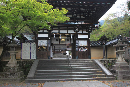 山吹満開 松尾大社_e0048413_2048395.jpg