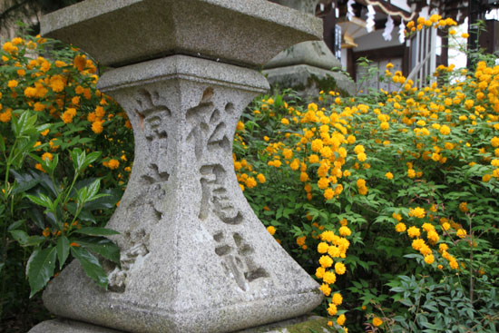 山吹満開 松尾大社_e0048413_2049245.jpg