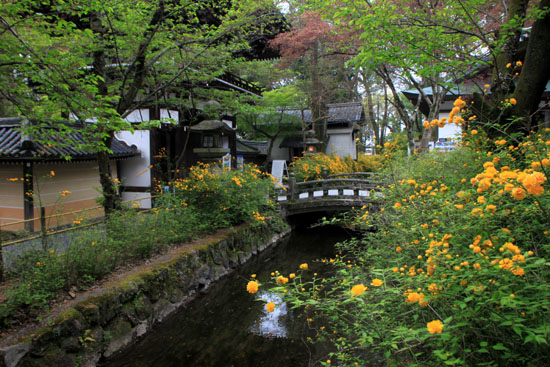 山吹満開 松尾大社_e0048413_20493550.jpg