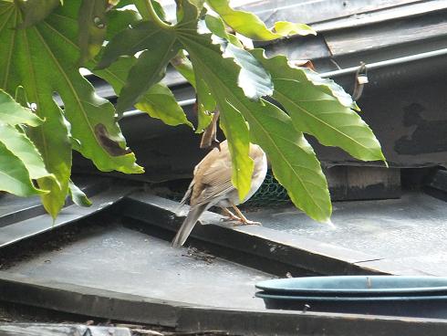 花水木が満開です_a0114314_829296.jpg