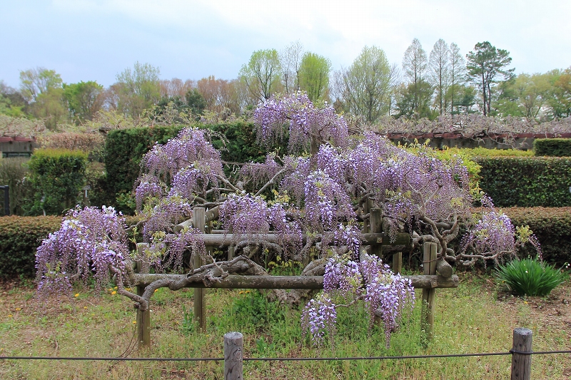 　　　　神代植物公園_a0159414_1152024.jpg